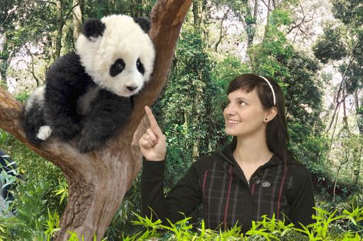 Jeder Besucher von Fu Long kann ein Foto mit dem Jungpanda machen lassen.