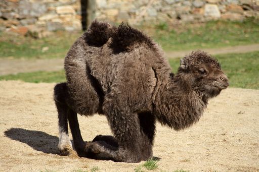  Trampeltierbaby Mozart ist der jüngste Zuwachs in der Tierwelt Herberstein.