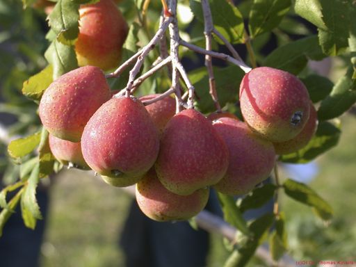 Vorschau Bild von Früchte des Speierlings