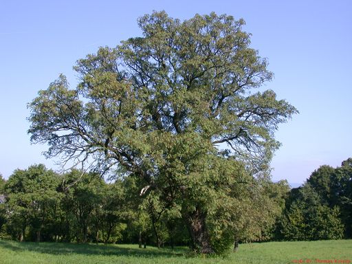 Vorschau Bild von Speierling Solitärbaum