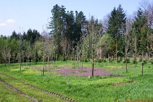 Vorschau Bild von Speierling Erhaltungsanlage Forstlicher Versuchsgarten und Baumschule "Knödelhütte", Institut für Waldbau.