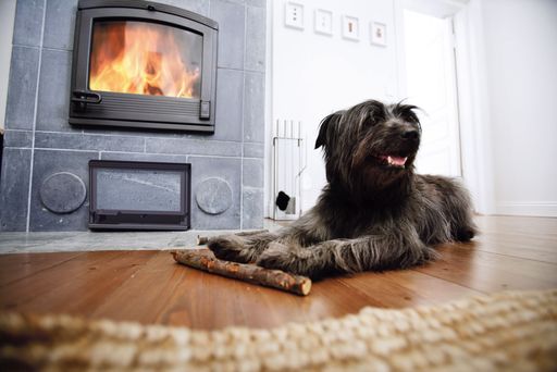 Vorschau Bild von Mein Lieblingsplatz / Hund mit Stöckchen an seinem Lieblingsplatz