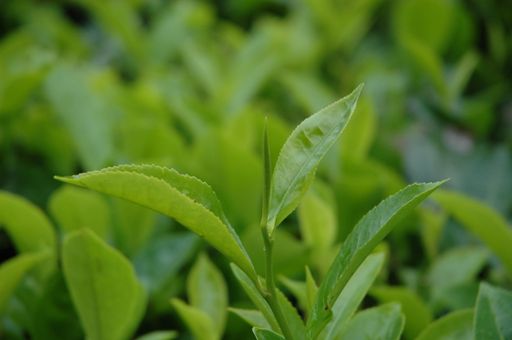 Vorschau Bild von Wie jedes Jahr freuen wir uns mit Spannung auf die frischen Teemuster der ersten Pflückung (First Flush) nach der Winterpause aus Darjeeling (Nordindien). Die Tees wurden von unseren Tea-Tastern sorgfältig verkostet, ausgewählt und nun eine kleine Menge per Flugzeug eingeflogen. Im Bild: Teeblatt Darjeeling Februar 2008