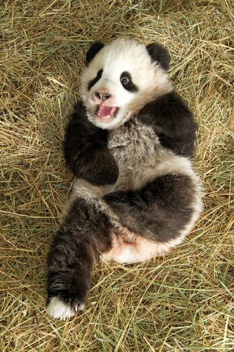 Vorschau Bild von Der "kleine" Große Panda Fu Long erblickte im August 2007 das Licht der Welt