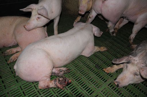 Den Tierschutzvereinen ANIMAL SPIRIT, RespekTiere und Tier-WeGe wurde vor kurzem äußerst brisantes Beweismaterial (Fotos und Video) aus der Schweinefabrik des Tierarztes Ferdinand Entenfellner in Stössing, NÖ zugespielt.