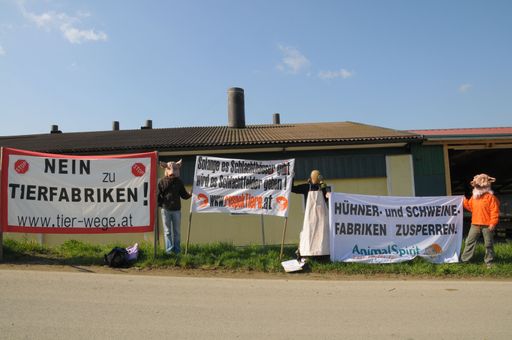 Vorschau Bild von Den Tierschutzvereinen ANIMAL SPIRIT, RespekTiere und Tier-WeGe wurde vor kurzem äußerst brisantes Beweismaterial (Fotos und Video) aus der Schweinefabrik des Tierarztes Ferdinand Entenfellner in Stössing, NÖ zugespielt.