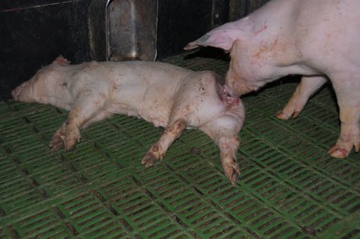 Vorschau Bild von Vendetes Entenfellner-Ferkel wird von Leidensgenossen "ausgeweidet".