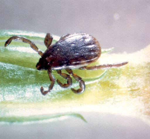  Mit den warmen Temperaturen kommen auch die Zecken. Sie sind Überträger des FSME-Virus, das eine schwere Form von Hirnhautentzündung mit sich bringen kann.
