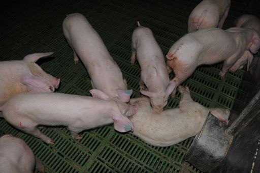 Kannibalismus im "Ausschuß-Stall" des Tierarztes Entenfellner, 3073 Stössing