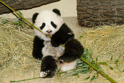 Österreichs beliebtester Bär Fu Long gewährt auf seiner ersten mediaCARD im Pandaformat von TEKAEF einzigartige Einblicke in seine Entwicklung.