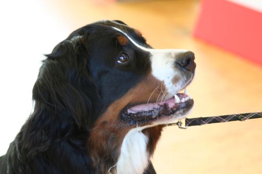 Volle Konzentration im Ring