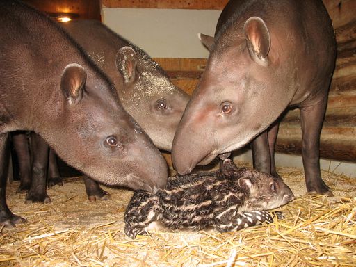  Die Tapire der Tierwelt Herberstein begrüßen ihr neuestes Familienmitglied, einen kleinen Tapirjungen!