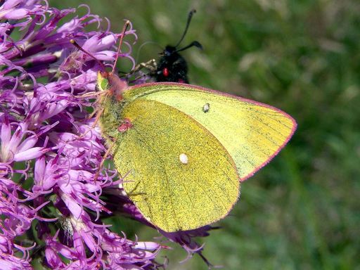 Vorschau Bild von Der Hochmoorgelbling, ein Neufund im Wildgerlostal.