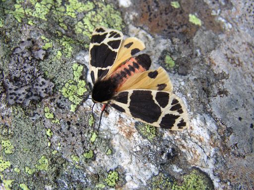 Vorschau Bild von Der Engadiner Bär ein Schmetterling mit Seltenheitswert.
