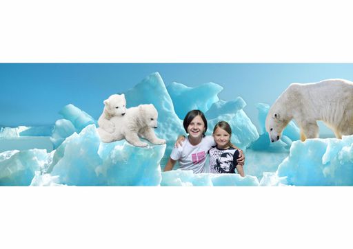 Vorschau Bild von Die perfekte Erinnerung an den Eisbären-Besuch im Tiergarten Schönbrunn