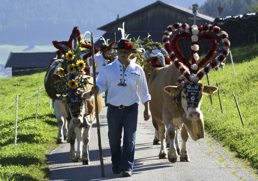"Die Hoamfohrt" mit den Kühen von der Alm wird im Blumendorf Reith im Alpbachtal/Tirol bereits seit 26 Jahren groß gefeiert.