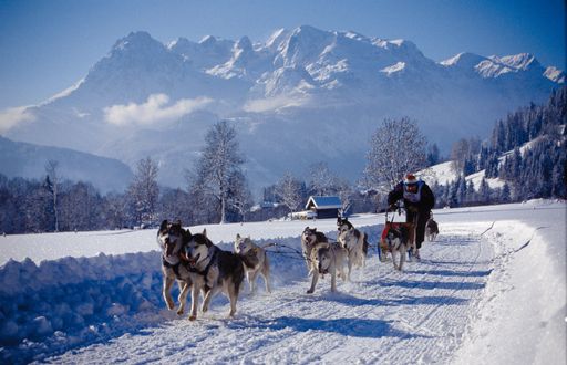 Vorschau Bild von Schlittenhunde-WM in Werfenweng