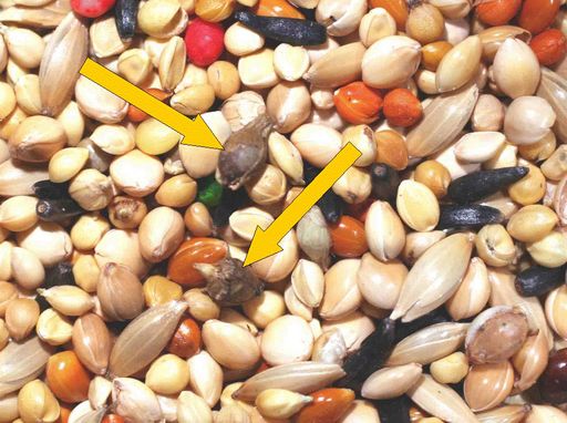 Ambrosia-Samen stecken in vielen Vogelfuttermischungen