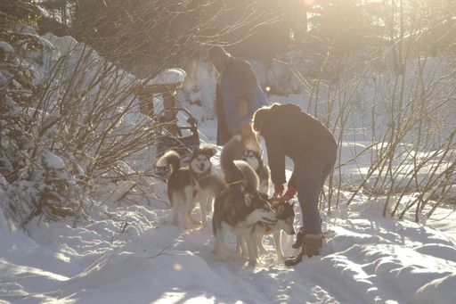 Eine außergewöhnliche Veranstaltung ist der Huskytag in Söll am Wilden Kaiser. Musher Erwin und seine Frau Margit freuen sich mit ihrem Huskyrudel auf die Gäste.