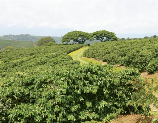 Vorschau Bild von Die Kaffeefarmer in Costa Rica werden vom Starbucks Support Center betreut