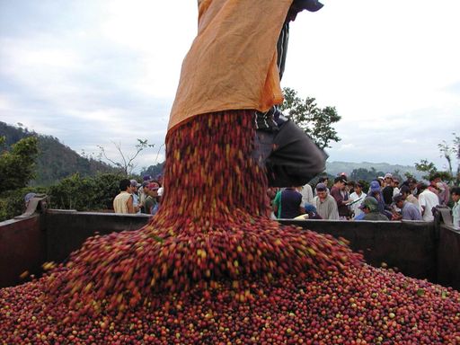 Schonende Erntemethoden für unvergleichliches Aroma