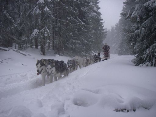  Am Freitag, 21. November 2008 macht sich eine Gruppe von 5 Mushern (Hundeschlitten-Führer) im Bereich der Affritzer Berge (Kärnten) auf den Weg, um mit ihren 30 Sibirischen Huskys und Grönland Hunden erstmals die Alpen mit Hundeschlitten zu überqueren.