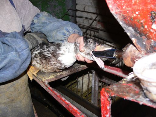 Die Tierqual der Stopfmast