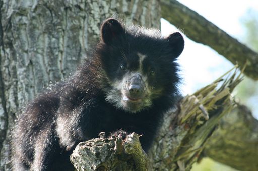 Tierwelt Herberstein auf Erfolgskurs: 176.380 Gäste besuchten im Jahr 2008 den oststeirischen Zoo und seinen neuen Star, den kleinen Brillenbären HuBÄRt!