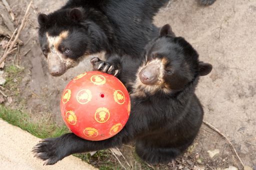 Vorschau Bild von Die Brillenbären freuen sich über die neuen Spielsachen