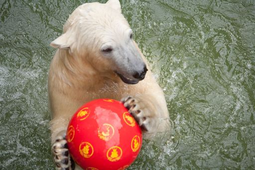  Die Eisbären-Twins lassen die neuen Bälle nicht aus den Augen