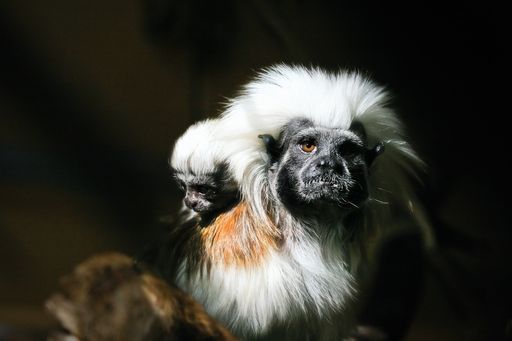  Erst wenige Tage alt ist der jüngste Zuwachs der Tierwelt Herberstein, ein winziges Lisztaffenbaby, das sich noch fest an seine Mama kuschelt.