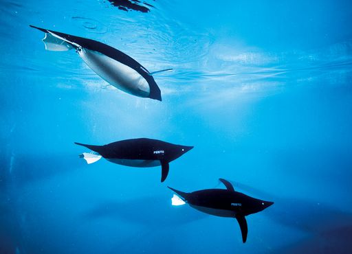 Vorschau Bild von Die bionischen AquaPinguine von Festo - sie können sich eigenständig orientieren, selbständig navigieren und im Gruppenverband variable Verhaltensmuster ausbilden.