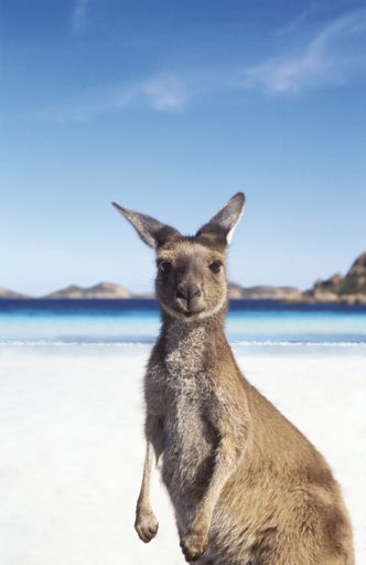  Känguruh am australischen Sandstrand