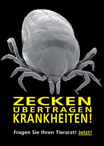 Zecken übertragen Krankheiten!
