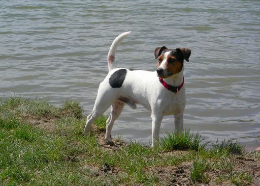 Das brandneues Portal www.hunde-urlaub.net bietet über 100.000 Hundefreundlichen Ferienhäusern und Hausbooten in ganz Europa und der Welt.