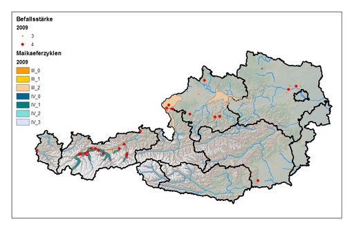 Vorschau Bild von Regional starker Flug von Maikäfern beobachtet