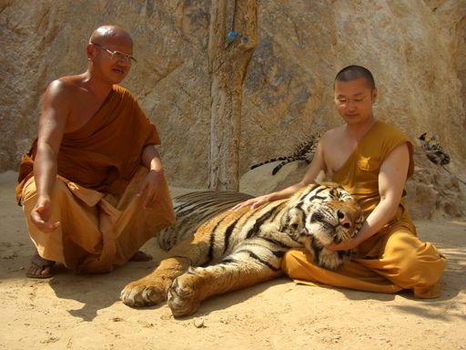 Tigermönch aus dem Tigertempel und Kiwimönch (Organisator) stimmen die Tiger friedlich