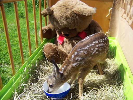 Einen großen Teddybär hat das Rehkitz in seinem Gitterbettchen als "Kuschelmama" akzeptiert.