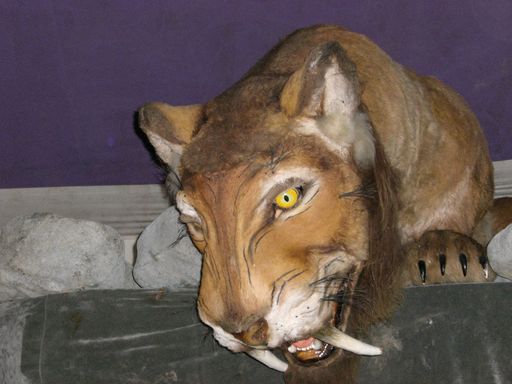 Heute öffnet die interaktivste Urzeitschau Niederösterreichs seine Pforten. Auf spielerische Weise können Groß und Klein Giganten der Urzeit zum Leben erwecken. Ob Mammut, Riesenkalamar oder Säbelzahntiger - alle sind hier versammelt und bringen Besucher zum Staunen.