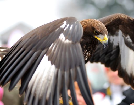Der Tourismusverband Ferienregion Hohe Salve lädt am 23. August 09 um 11.30 Uhr zur Bergmesse mit Einweihung des Adlerhorsts und anschl. Frühschoppenfest und ab 15 Uhr zur Greifvogelvorführung von Ernst König.