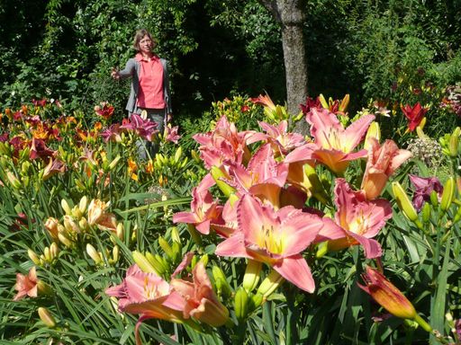Vorschau Bild von Isabell Bayer-Lueger inmitten der prachtvollen Taglilien in ihrem Garten - Verlängerung von "Garten&Kunst" bis 19. Juli 2009