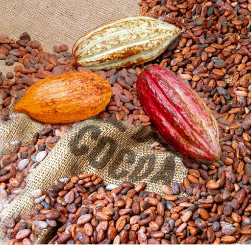 Bereits im April hat Mars als erster weltweit tätiger Schokoladehersteller bekanntgegeben, ab diesem Zeitpunkt für seine Schokoladeprodukte nur mehr nachhaltig angebauten Kakao zu verwenden.