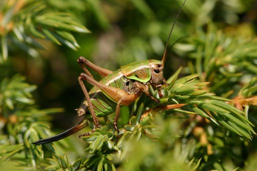 Vorschau Bild von Anonconotus italoaustriacus (Nadigs Alpenschrecke): Der Subendemit konnte im Dösental als Rarität nachgewiesen werden.