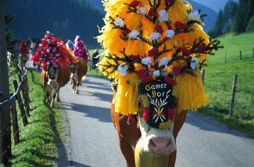 An drei Wochenenden im September kehren in den Kitzbüheler Alpen die festlich geschmückten Kühe von den Almen in die Täler zurück. Das Ende der Almsaison wird dabei mit großen Festen gefeiert.