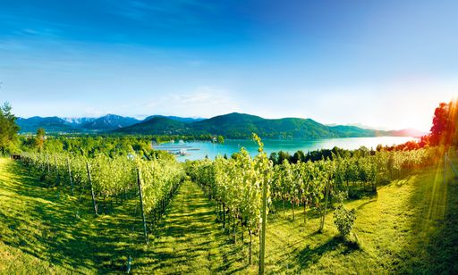 Vorschau Bild von 1972 wurde auf der Seewiese oberhalb der Ostbucht des Wörthersees erstmals Wein angepflanzt. Mittlerweile liefern auf dem 1,2 Hektar großen Weingut der Stadt Klagenfurt rund 2600 Rebstöcke hervorragenden Wein.