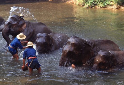 Vorschau Bild von Elefantenwäsche in Thailand