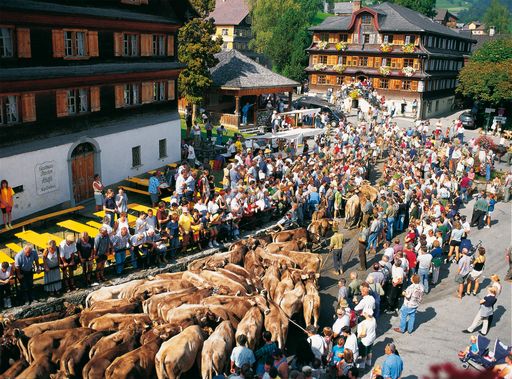  Alpabtrieb in Schwarzenberg