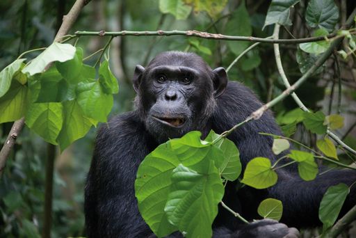 Vorschau Bild von Auf den Spuren von Jane Goodall