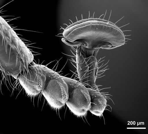 Vorschau Bild von Rasterelektronenmikroskopische Aufnahme der letzten Beinglieder eines Fersenläufers. Das letzte Beinglied wird mitsamt dem großen Haftpolster (Arolium) in die Höhe gestreckt und nur bei Bedarf auf den Boden abgesenkt.