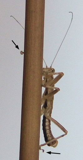 Männchen der Fersenläufer-Art Karoophasma biedouwense. Beim Sitzen und Laufen wird das letzte Beinglied zusammen mit dem großen Arolium in die Höhe gestreckt, sodass es den Boden nicht berührt (Pfeile)